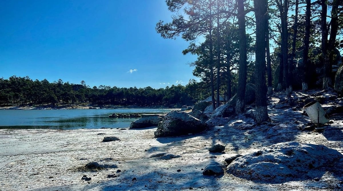 Sandy beach with rocky shoreline, tall pine trees, and clear blue water under a bright sky