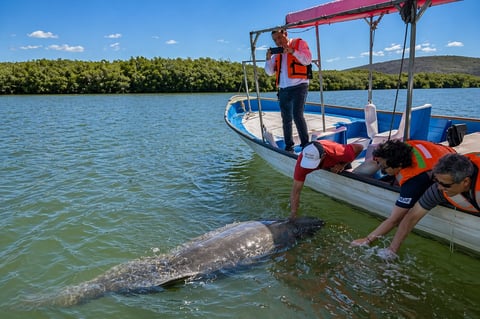 Tourists on a blue boat lean over to observe a large gray whale swimming in shallow coastal waters